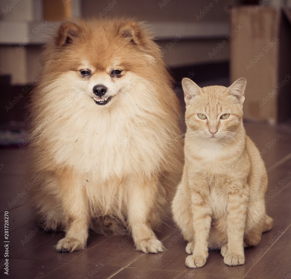 Obraz premium cat and dog