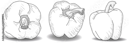 Tasty ripe bell peppers on white background. Vector illustration, separate layers per item