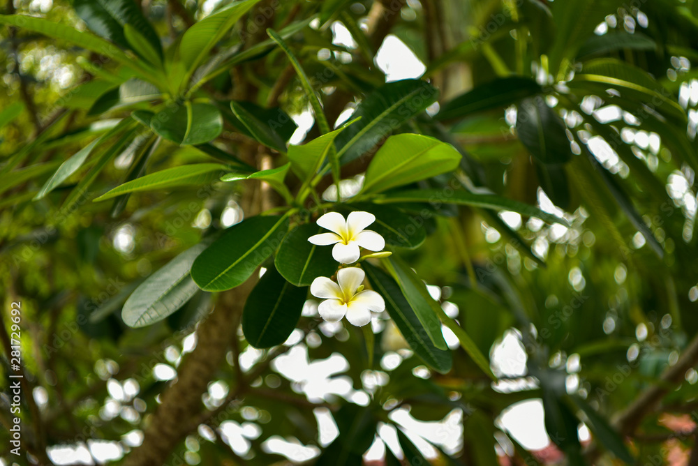 Thai decorative flowers are used to decorate the garden. Thai decorative flowers are used to decorate the garden.