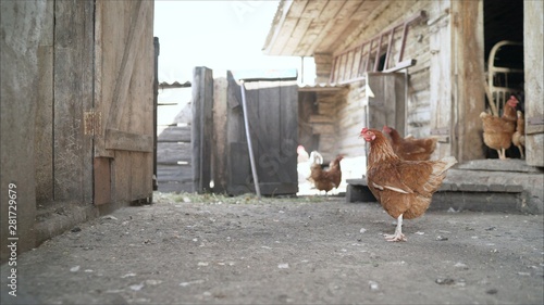 Tablou canvas Group of hens feeding on barn yard on sunset