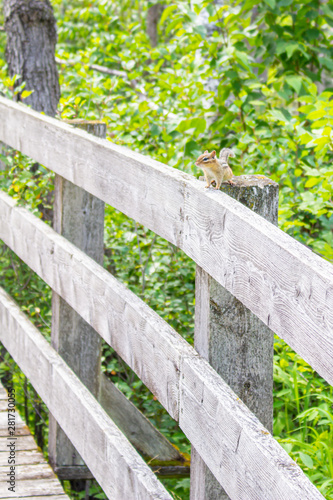 A chipmunk sits on a wooden fence post, which forms part of the railing of a boardwalk through a wooded area.