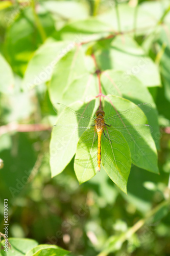 A dragonfly is viewed from above as it rests on a green leaf in the sun.