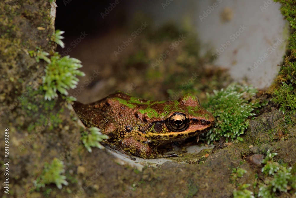 Swinhoe's frog(Odorrana swinhoana)(Boulenger, 1903) Swinhoe's frog(Odorrana swinhoana)(Boulenger, 1903)