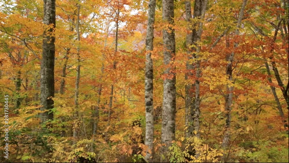 Japanese beech forest in autumn, Semboku, Akita Prefecture, Japan Japanese beech forest in autumn, Semboku, Akita Prefecture, Japan
