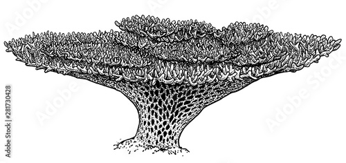 Table coral illustration, drawing, engraving, ink, line art, vector