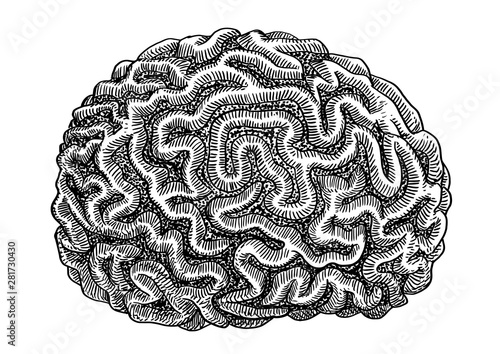 Brain coral illustration, drawing, engraving, ink, line art, vector