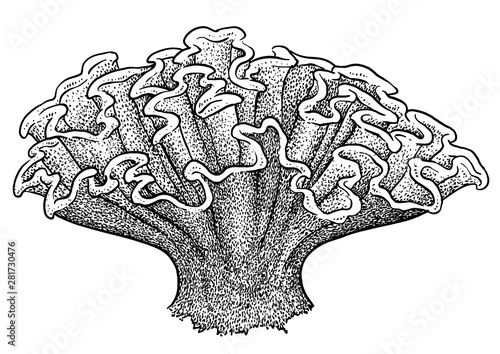 Coral illustration, drawing, engraving, ink, line art, vector