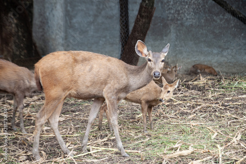 Fototapeta Naklejka Na Ścianę i Meble -  The deer with the group