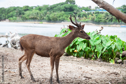 Fototapeta Naklejka Na Ścianę i Meble -  The deer with the group