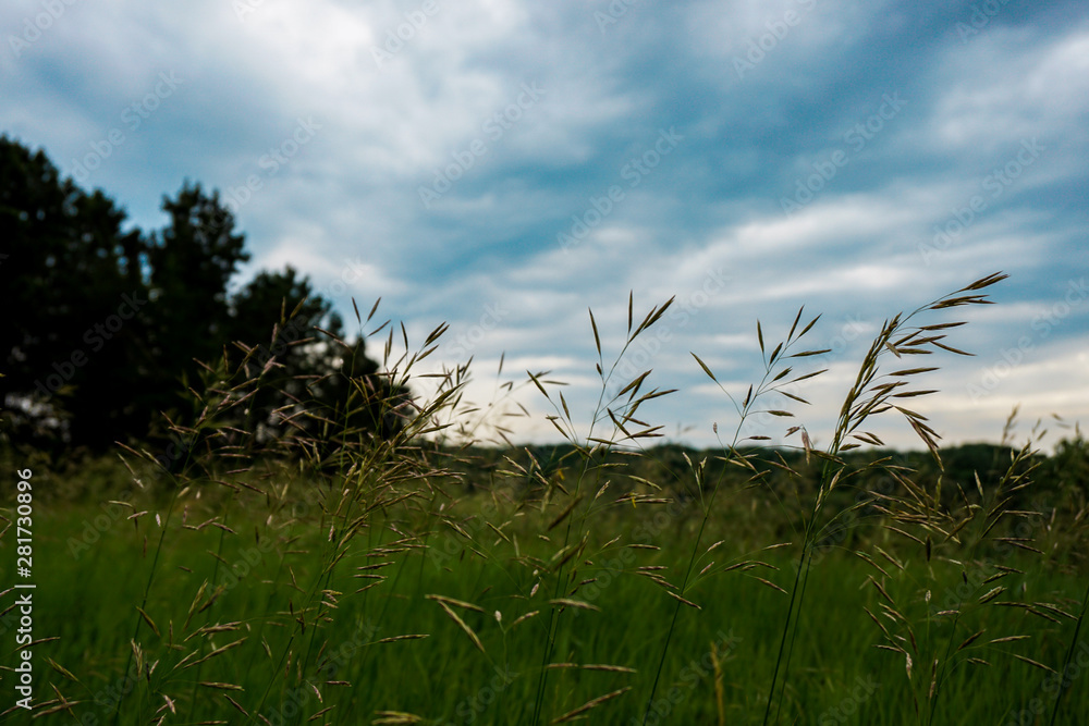 Fototapeta premium Grass Skyline