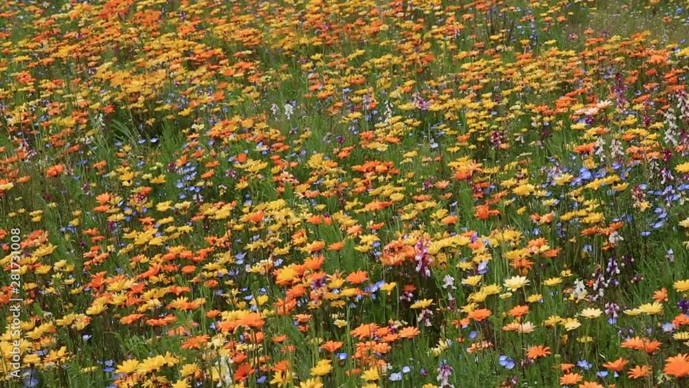 Meadow of blooming flowers swaying in wind Meadow of blooming flowers swaying in wind