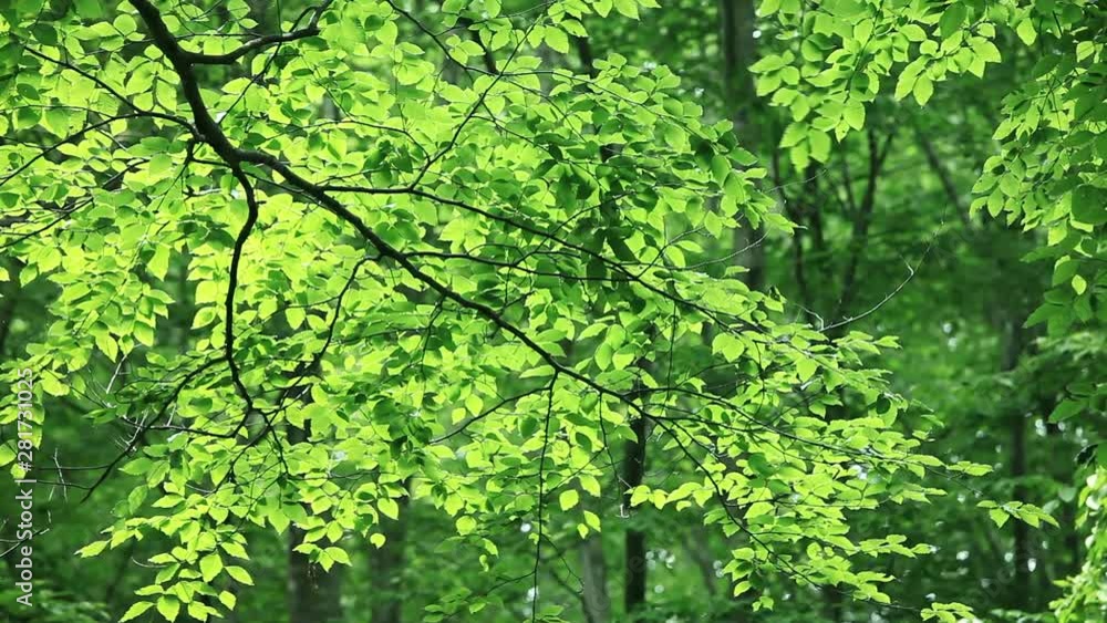 Japanese beech branches, Tokamachi, Niigata Prefecture, Japan Japanese beech branches, Tokamachi, Niigata Prefecture, Japan