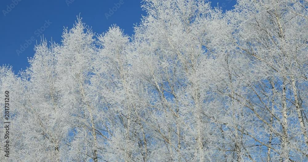 Trees with frost in winter, Asahikawa, Hokkaido, Japan