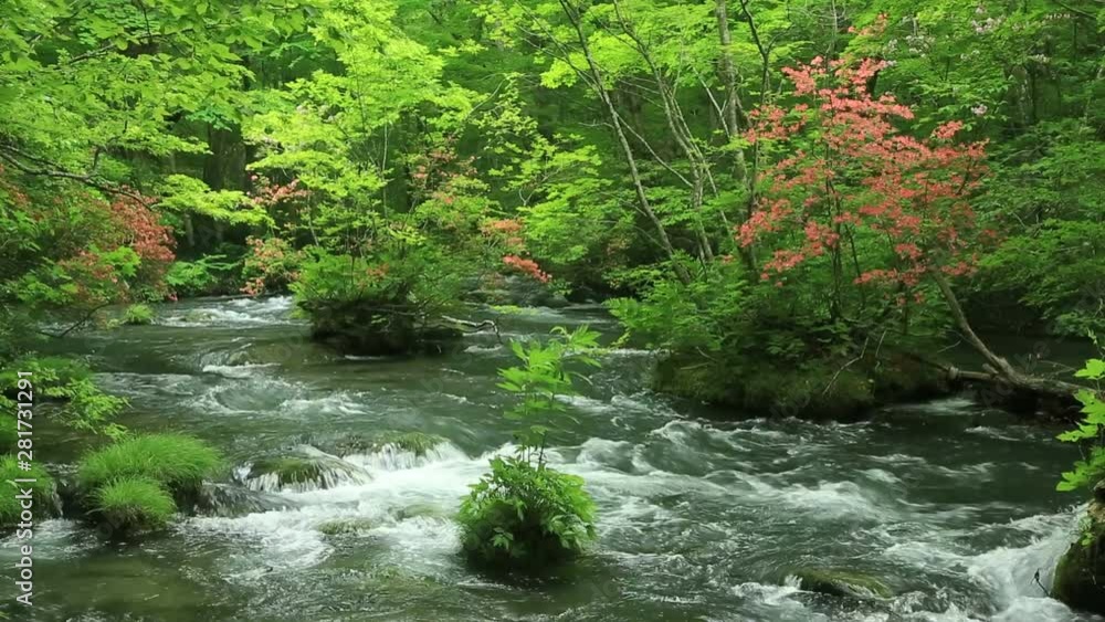 Oirase river in forest, Towada, Aomori Prefecture, Japan Oirase river in forest, Towada, Aomori Prefecture, Japan