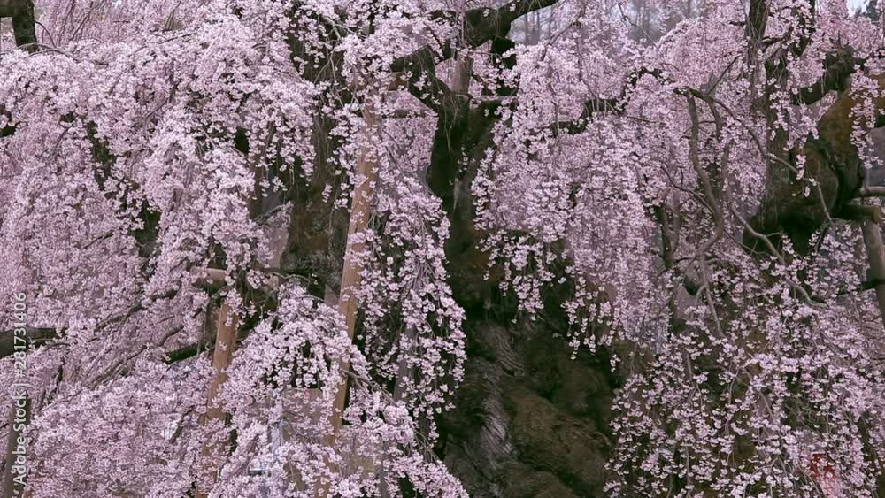 Close up of old Japanese Cherry in springtime Close up of old Japanese Cherry in springtime