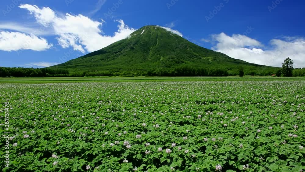 Mount Yotei and potato field in summer, Japan Mount Yotei and potato field in summer, Japan