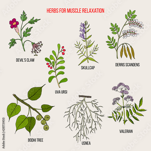 Best herbs for muscle relaxation
