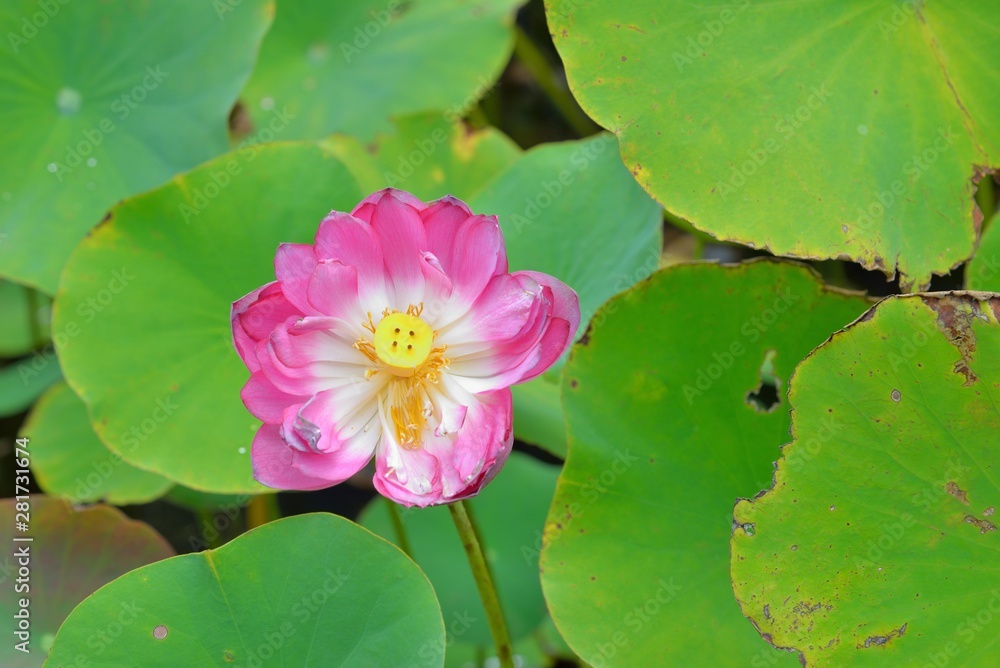 Pink water lily flower (lotus) background Pink water lily flower (lotus) background