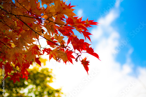 Red maple leaves under the blue sky 푸른 하늘 아래 빨간 단풍잎