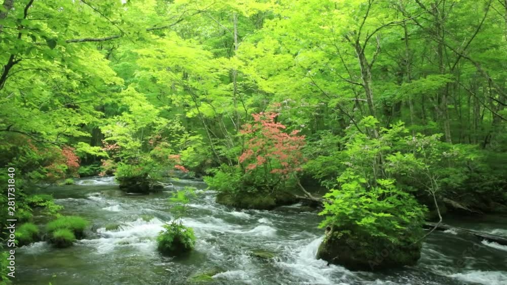 Oirase river in forest, Towada, Aomori Prefecture, Japan Oirase river in forest, Towada, Aomori Prefecture, Japan