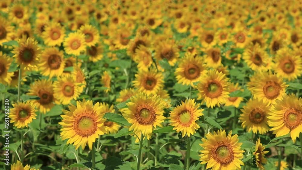 Close up of sunflowers swaying in wind Close up of sunflowers swaying in wind