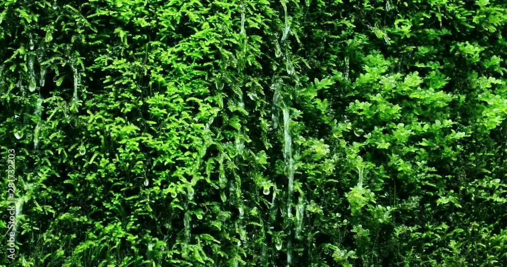 Falling water with green plants in background Falling water with green plants in background