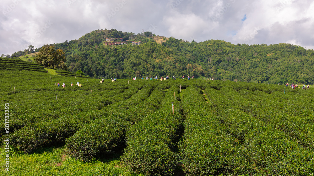 agricultural green tea farmland area on the mountain at chiang rai thailand and farmer collecting green tea leaves