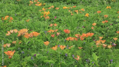 Siberian Lily, Sarobetsu Primeval Flower Garden photo