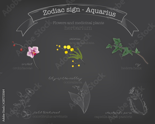 Herbarium of flowers and medicinal herbs of the Aquarius sign - orchid, mimosa, ivy, lily of the valley, shepherd’s bag, bindweed with signatures and a banner. Vector.
