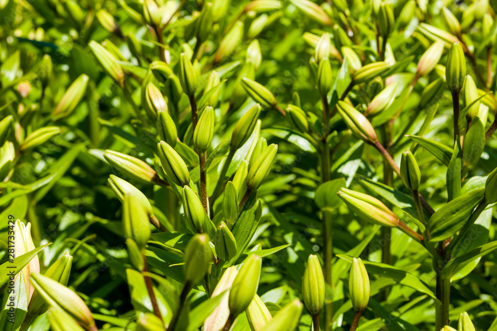 Naklejka premium Inverewe Garden