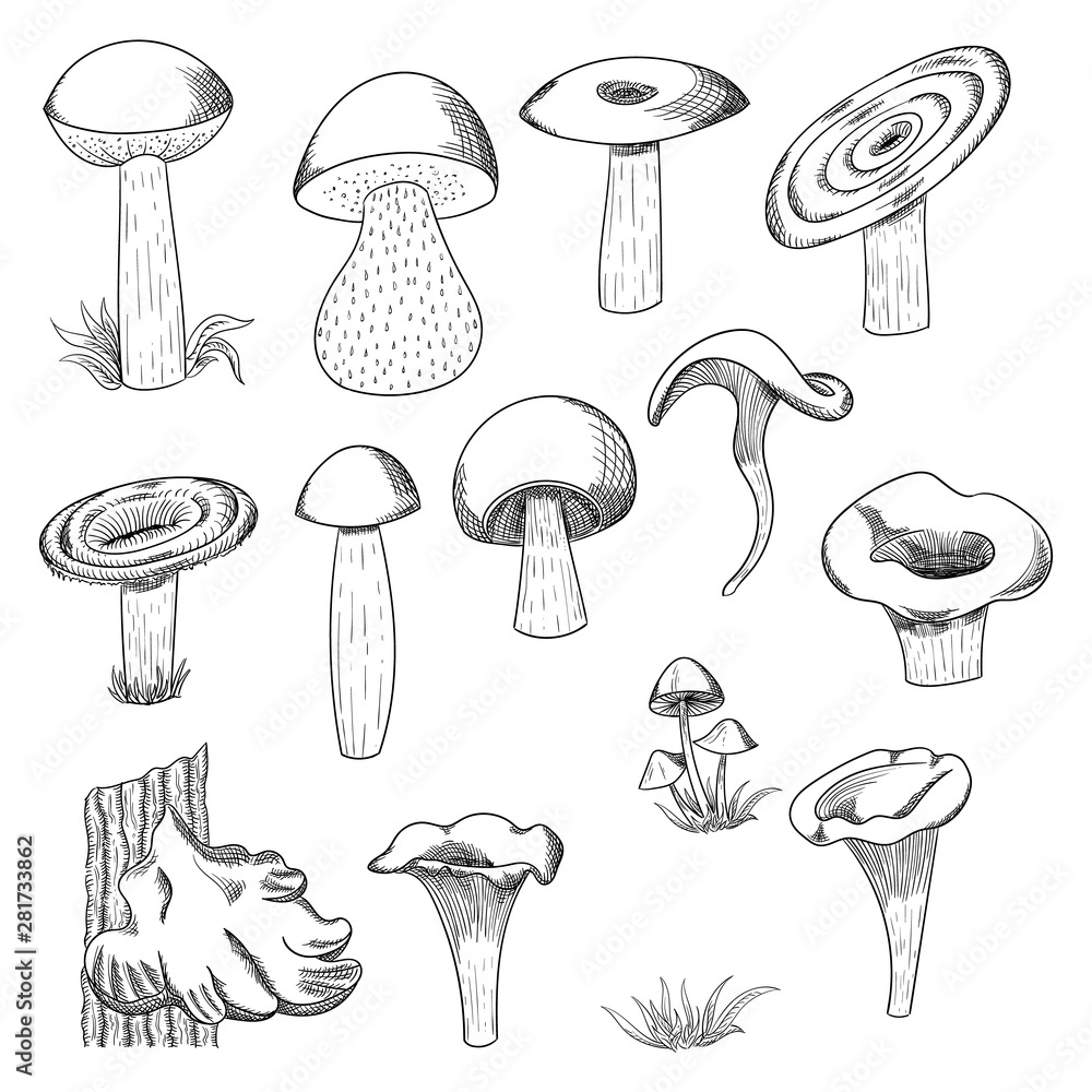 Mushroom hand drawn sketch vector illustration. Mushroom shiitake, fresh organic food isolated on white. Mushroom hand drawn sketch vector illustration. Mushroom shiitake, fresh organic food isolated on white.