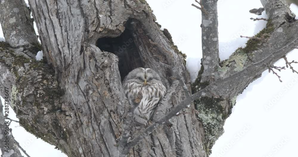 Close up of Ural Owl on tree, Asahikawa, Hokkaido, Japan Close up of Ural Owl on tree, Asahikawa, Hokkaido, Japan