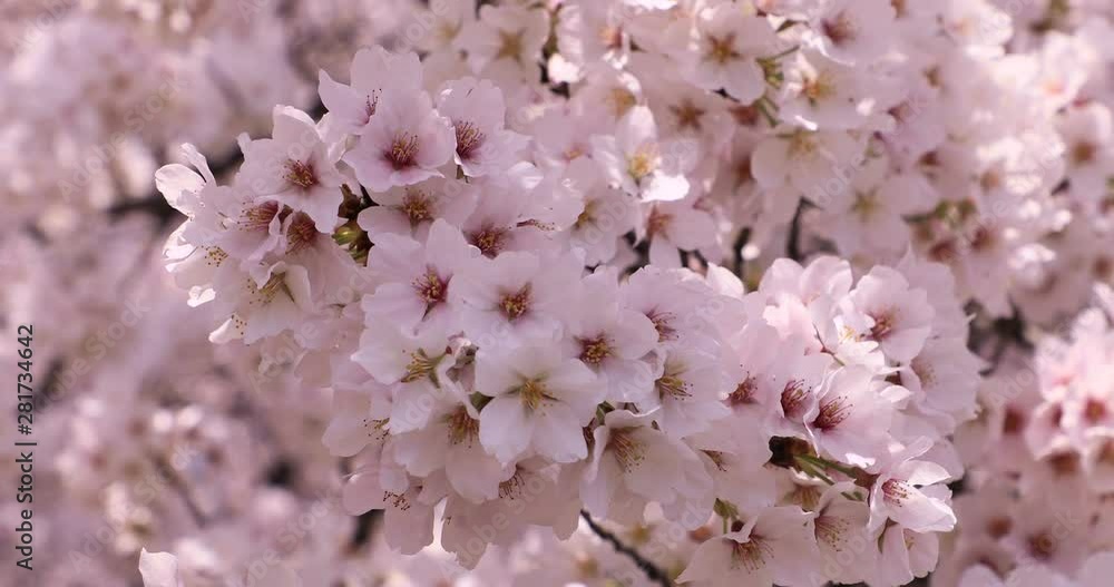 Close up of Japanese cherry, Nirasaki, Yamanashi Prefecture, Japan Close up of Japanese cherry, Nirasaki, Yamanashi Prefecture, Japan