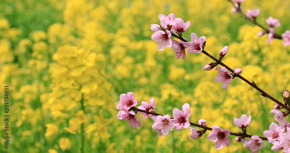 Peach blossom and rapeseed, Fuefuki, Yamanashi Prefecture, Japan Peach blossom and rapeseed, Fuefuki, Yamanashi Prefecture, Japan