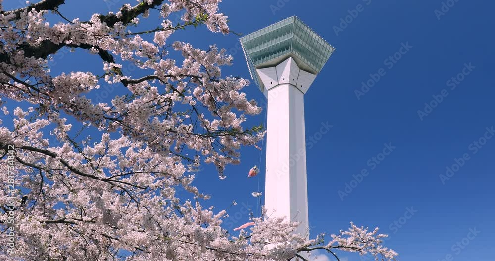 Goryokaku Tower seen through blooming cherry tree branch Goryokaku Tower seen through blooming cherry tree branch