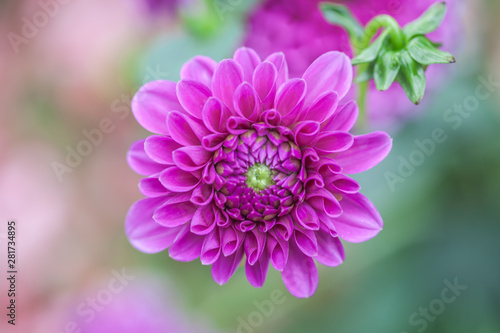 Dahlia flower with drops of water