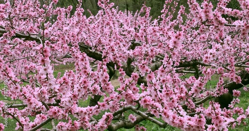 Peach blossom, Fuefuki, Yamanashi Prefecture, Japan photo