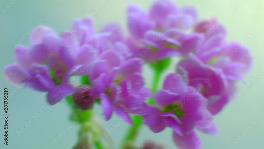 Water droplets fall on the little pink flowers. Macro footage. 4k Water droplets fall on the little pink flowers. Macro footage. 4k