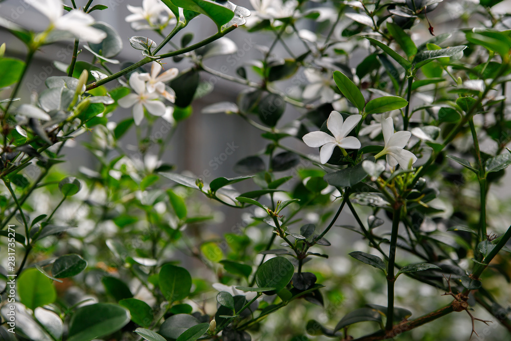 Beautiful white flowers of Carissa macrocarpa, a bush with delicious exotic fruits Beautiful white flowers of Carissa macrocarpa, a bush with delicious exotic fruits
