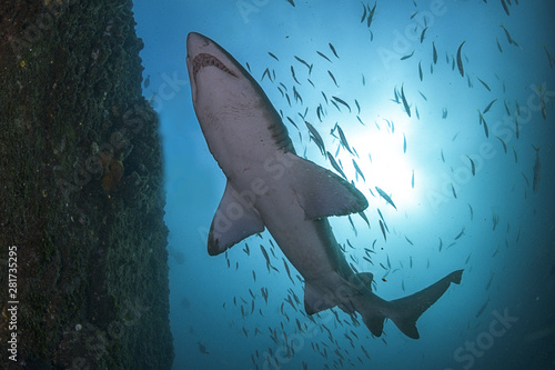 A underneath shot of a grey nurse shark with sunburst and blue water
