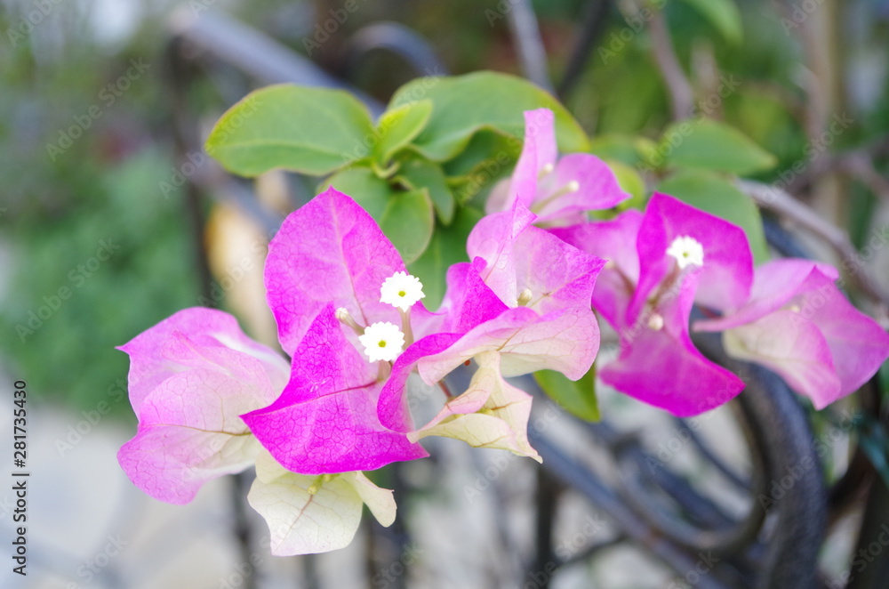 鮮やかに花 鮮やかに花