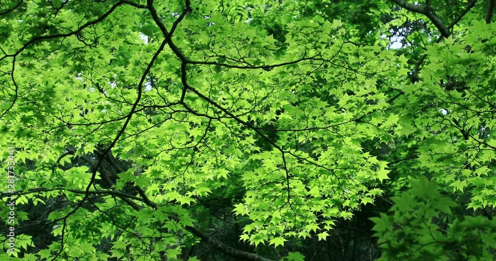 View of forest, Fujisato, Akita Prefecture, Japan View of forest, Fujisato, Akita Prefecture, Japan