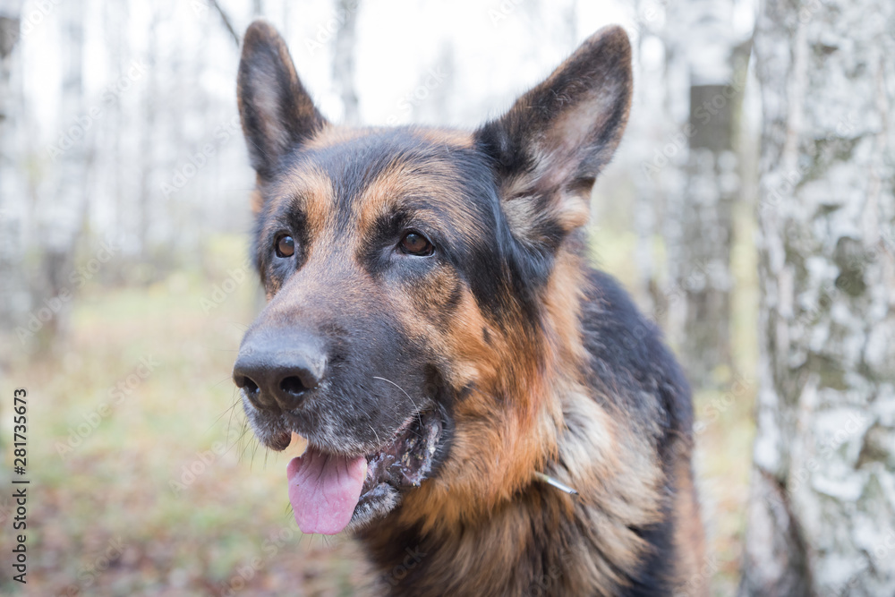 Dog German Shepherd outdoors in an autumn