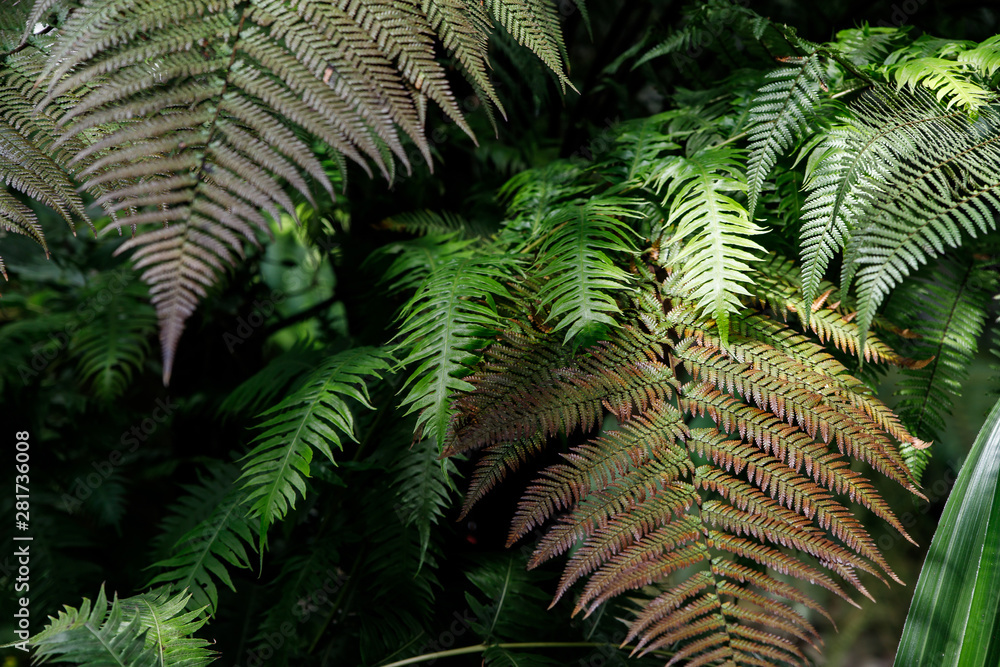 macro Photo of green fern petals. The plant fern blossomed. Fern on the background of green plants. macro Photo of green fern petals. The plant fern blossomed. Fern on the background of green plants.