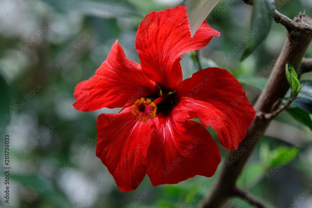Red hibiscus flower on a green background. In the tropical garden. Red hibiscus flower on a green background. In the tropical garden.