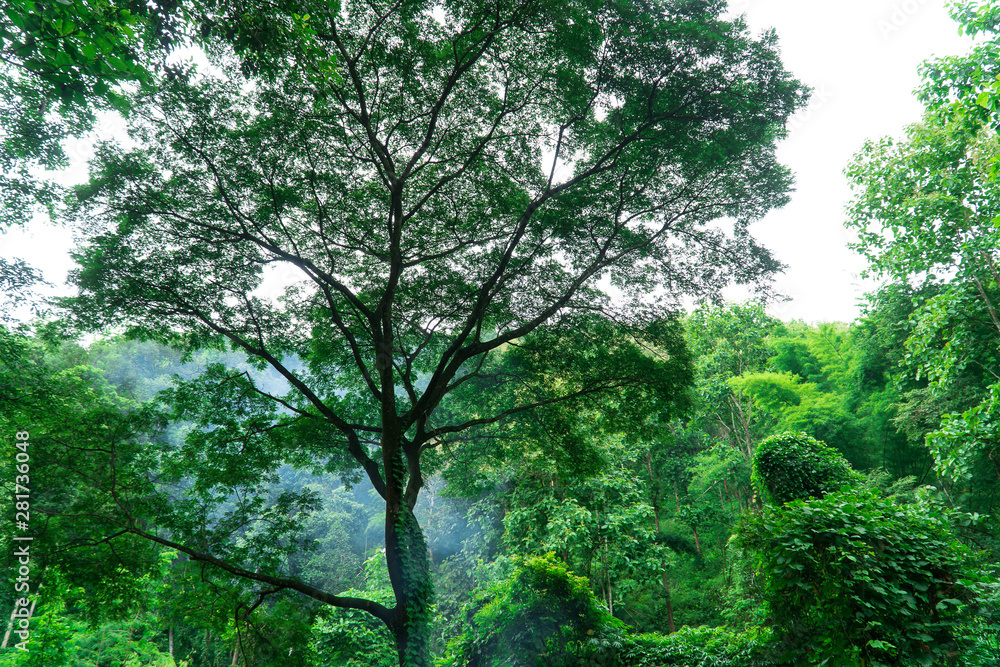 Fototapeta premium Tree isolated on white background, forest, isolated on white background