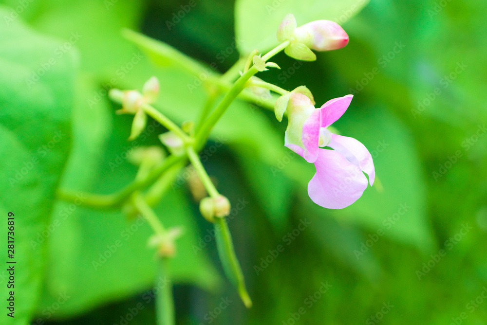Pink common bean (Phaseolus) flower on a bush in the garden. Agricultural concept, cultivated legumes Pink common bean (Phaseolus) flower on a bush in the garden. Agricultural concept, cultivated legumes