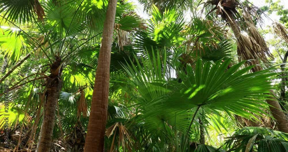 Palm trees, Chichijima Island, Ogasawara Islands, Japan Palm trees, Chichijima Island, Ogasawara Islands, Japan
