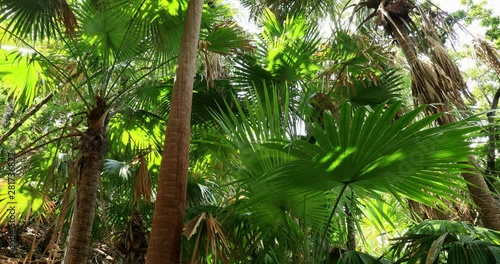 Palm trees, Chichijima Island, Ogasawara Islands, Japan photo