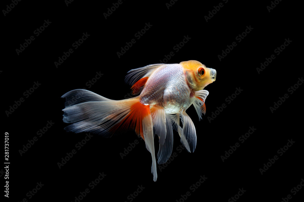goldfish isolated on a dark black background